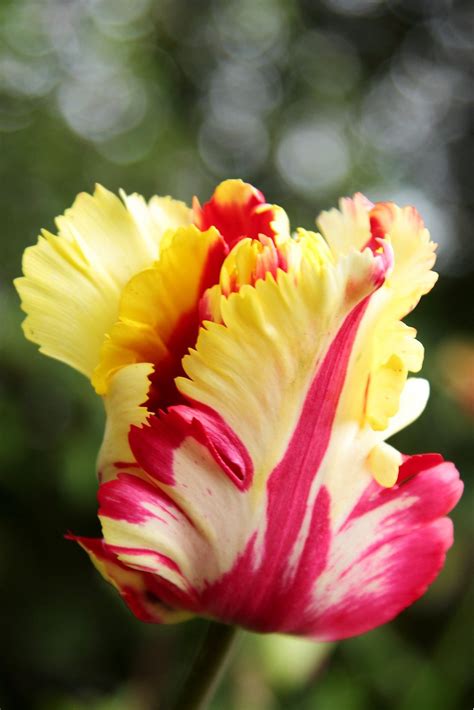 Flowers Tulip | Beautiful flowers, Beautiful flowers garden, Flowers