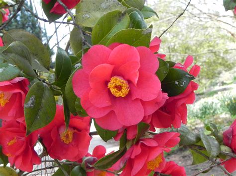 Japanese Camellia Tree With Flowers Nature Photo Gallery