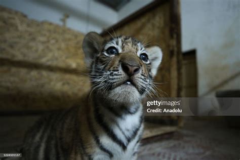 Newly Born Two Bengal Tiger Cub Is Seen At Tuzla Lion Park Hosting 30