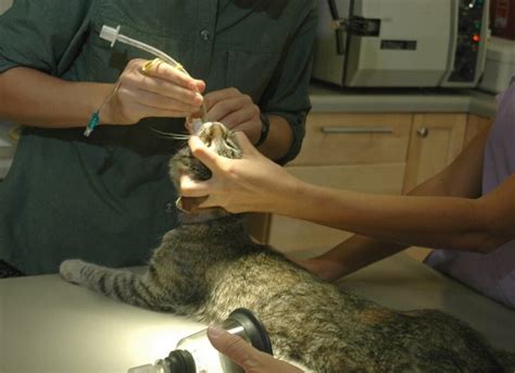 Cat Neuter Healing Process Cat Meme Stock Pictures And Photos
