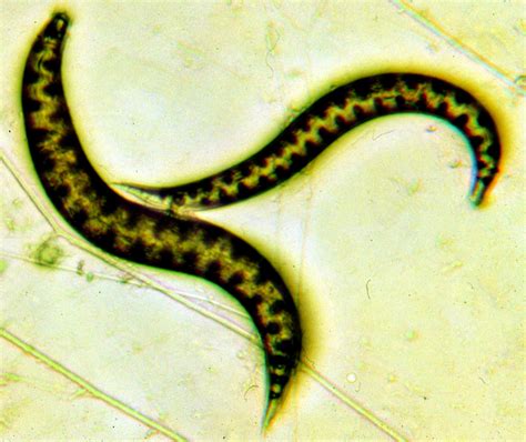 Nematoda Roundworms Nemata Nematodes Discover Life