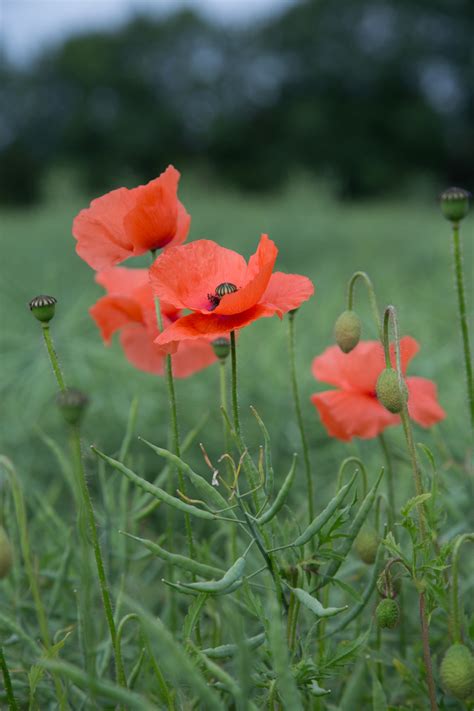 Red Poppy Free Stock Photo Public Domain Pictures