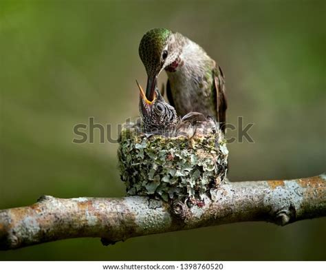 Hummingbird Feeding Baby Nest Stock Photo Edit Now 1398760520