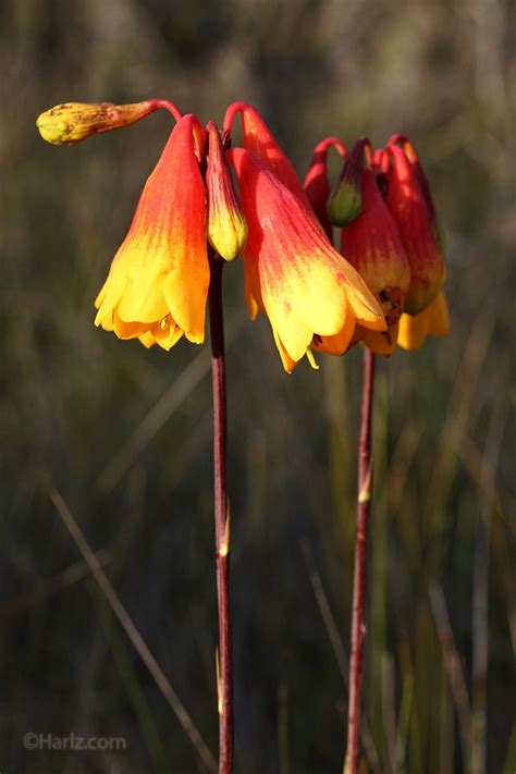 There are three months in each season. Christmas Bells (Blandfordia grandiflora) Generally ...
