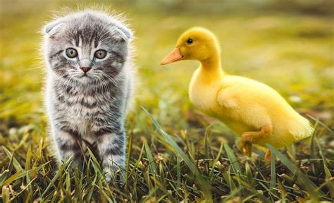 Small Duckling Playing With Kitten ~ Animal Photos ~ Creative Market