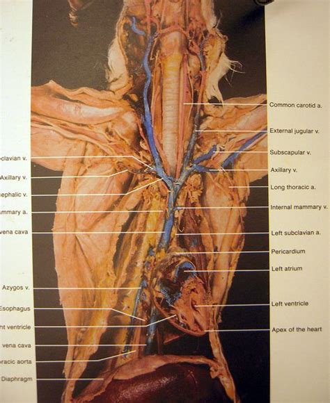 Blood flows throughout the body tissues in blood vessels, via bulk flow (i.e., all constituents together and in one direction). cat dissection | Cat anatomy, Dog medicine, Medical anatomy