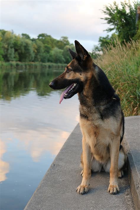 A Guide To German Shepherd Therapy Dogs Pethelpful