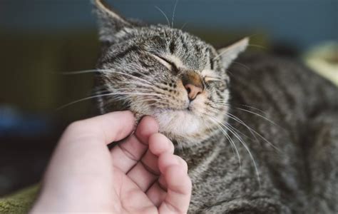 Jeste Li Se Ikad Pitali Zašto Mačke Predu Kućni Ljubimci
