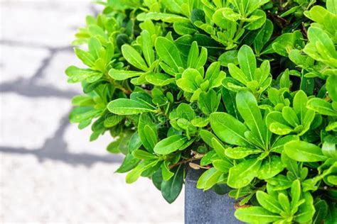 Potted Decorative Green Plant In Street In Outdoor Cafe On Blurred