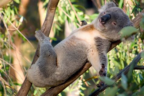 Koala Bears Photo Koalabear Koala Bear Koala Cute Animal Pictures