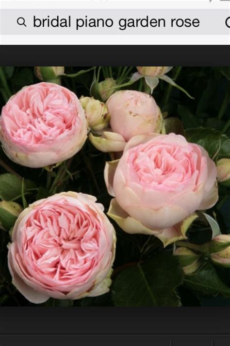 Bridal Piano Garden Rose Rosensorten Gartenrosen Hellrosa Blumen
