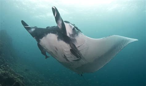 Giant Manta Rays Are Deep Sea Predators Study Finds Australian