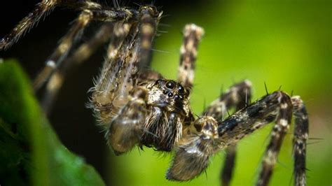 How To Identify And Treat Spider Bites Spider Bites Spider Spider