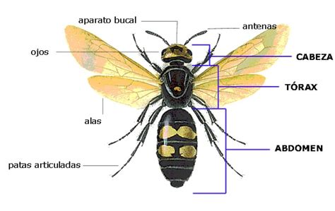 Clasificaci N De Los Insectos Taxonom A Esquema Y Caracter Sticas