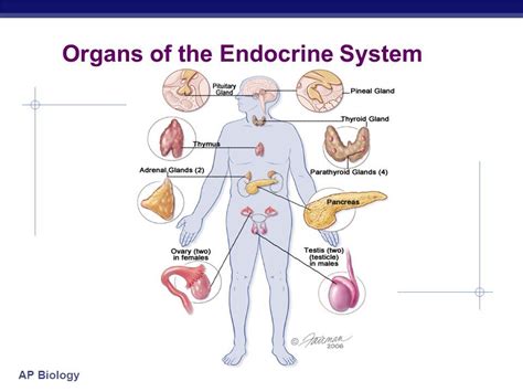 Endocrine System Glands Diagram