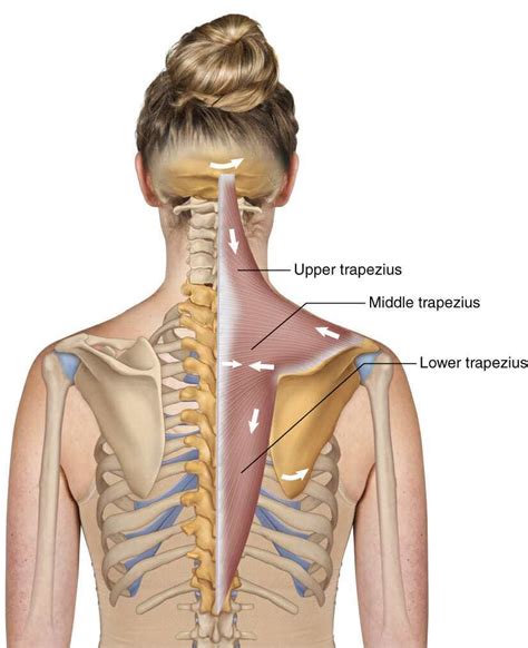 Straighten your back and without leaning back pull the bar until it touches your chest. Upper Trapezius: The Case For Strengthening - Roots