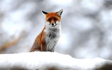 Fox On Snowy Field Hd Wallpaper Wallpaper Flare