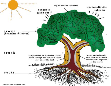 Diagram How Trees Grow Diagram Mydiagramonline