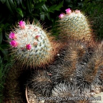 This, consequently, goes without saying that irrigation is more frequent during its production cycle. Escobariopsis bombycina