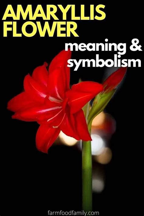 🌺 Amaryllis Flower Facts Meaning And Symbolism A Symbol Of Love Amaryllis Flowers Flower