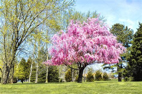 Beautiful Weeping Willow Tree In Full Bloom Stock Photo By