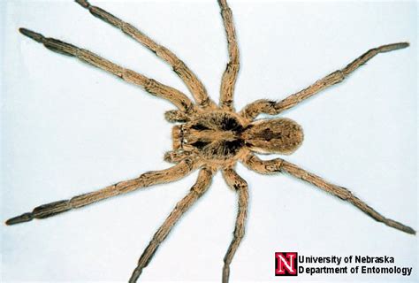 Curious About Spiders Nebraska Extension In Lancaster County