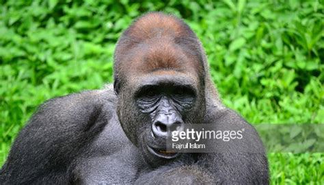 Semoga menjadi gambaran bagi siapa saja yang akan. Foto Satwa Kebun Binatang - Tips Hunting Foto di Ragunan