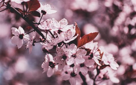 Download Wallpaper 3840x2400 Branch Bloom Flowers Spring Blur 4k