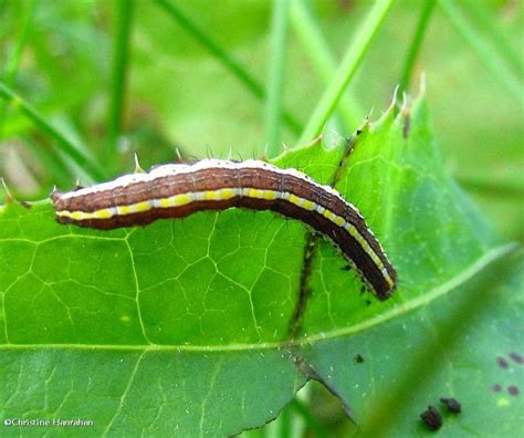 Striped Garden Caterpillar Trichordestra Legitima 10304 Photo