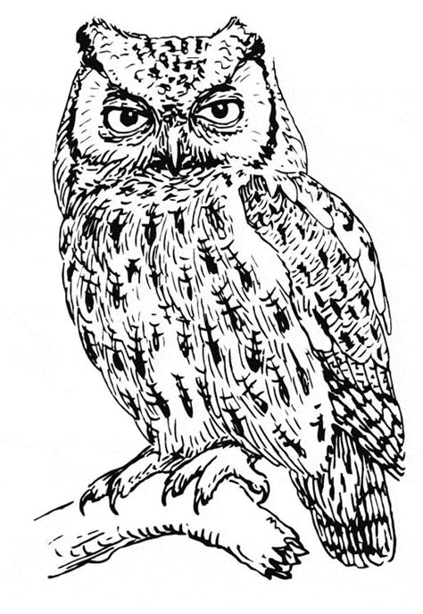 We have just learned our accounts were hacked but. 1000+ images about Kindergarten: Owls on Pinterest ...