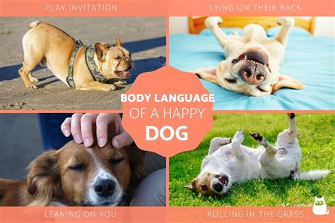 Body Language Signs Of A Happy Dog 10 Positions To Know A Dog Is Happy