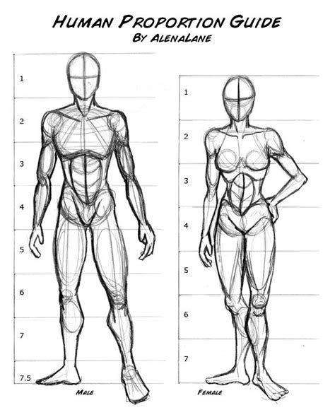 Proportions By Alenalane On Deviantart Human Anatomy Drawing Drawing Body Proportions Human