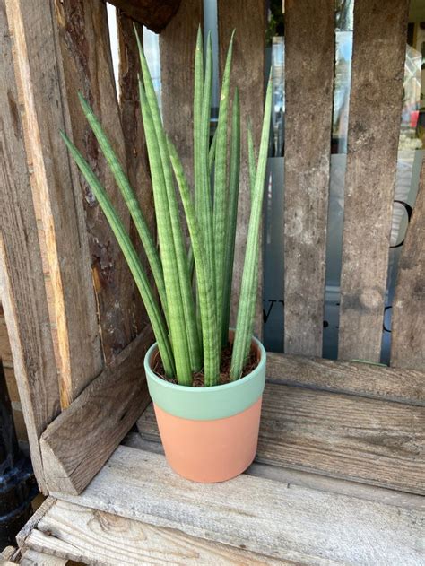 If you are unfortunate enough to experience snake plant root rot, it does not necessarily mean that you are going to lose your precious house plant. Sansevieria cylindrica - Cylindrical Snake Plant