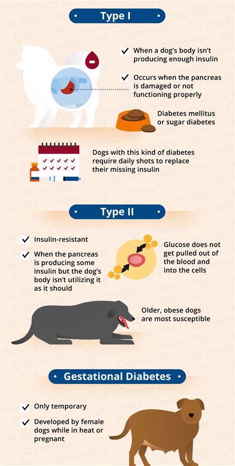 Understanding Dog Diabetes Causes Symptoms And Treatment Options