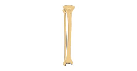 Real Human Tibia And Fibula Ubicaciondepersonascdmxgobmx