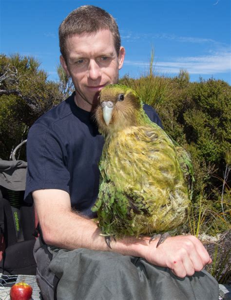 New Zealand Aims To Save The Strangest Parrot On Earth Kakapo Are