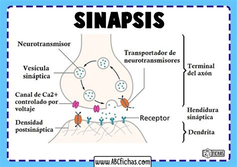 La Sinapsis Definición Y Tipos De Sinapsis Neuronal