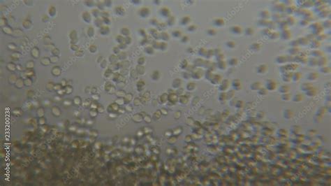 Budding Yeast Cell Under The Microscope Stock ビデオ Adobe Stock