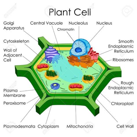 Plastids are a type of organelle found in plant cells and algae. 3D Diagram Of A Plant Cell (With images) | Plant cell ...