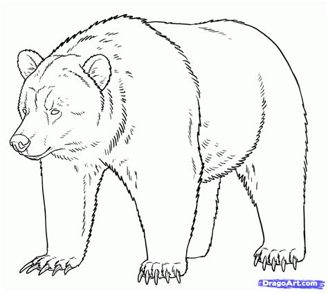 Grizzly Bear Sketch Images And Pictures Becuo