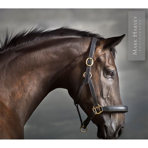 A Brown Horse With Black Mane And Bridle On Its Head Against A Cloudy Sky