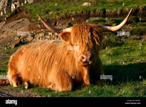 Highland Cattle Scotland Stock Photo Alamy