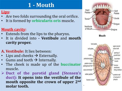 Solution Anatomy Of Oral Cavity And Salivary Glands Studypool