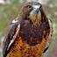 Swainsons Hawk Photograph By Ed Riche