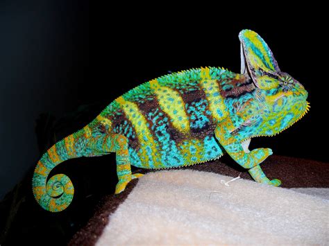 Blue Male Veiled Chameleon Reptiles Photo 33203263 Fanpop