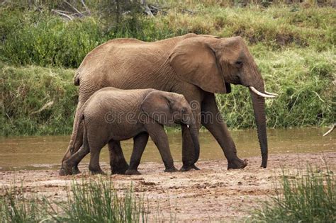 Elephant D`afrique Loxodonta Africana Stock Photo Image Of Standing