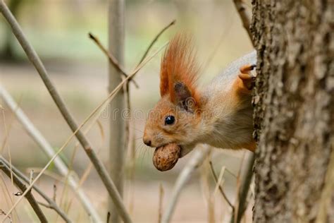 Eurasian Red Squirrel Sciurus Vulgaris Closeup Portrait Stock Image