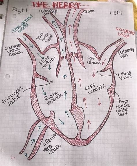 Medical Students Nursing Students Heart Structure Mitral Valve