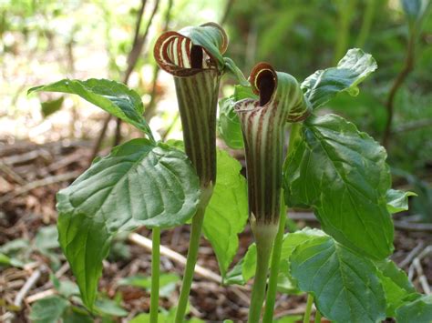 Jack In The Pulpit At Jay Cooke State Park Redraleigh Flickr