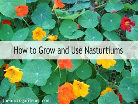 How To Grow And Use Nasturtiums The Micro Gardener